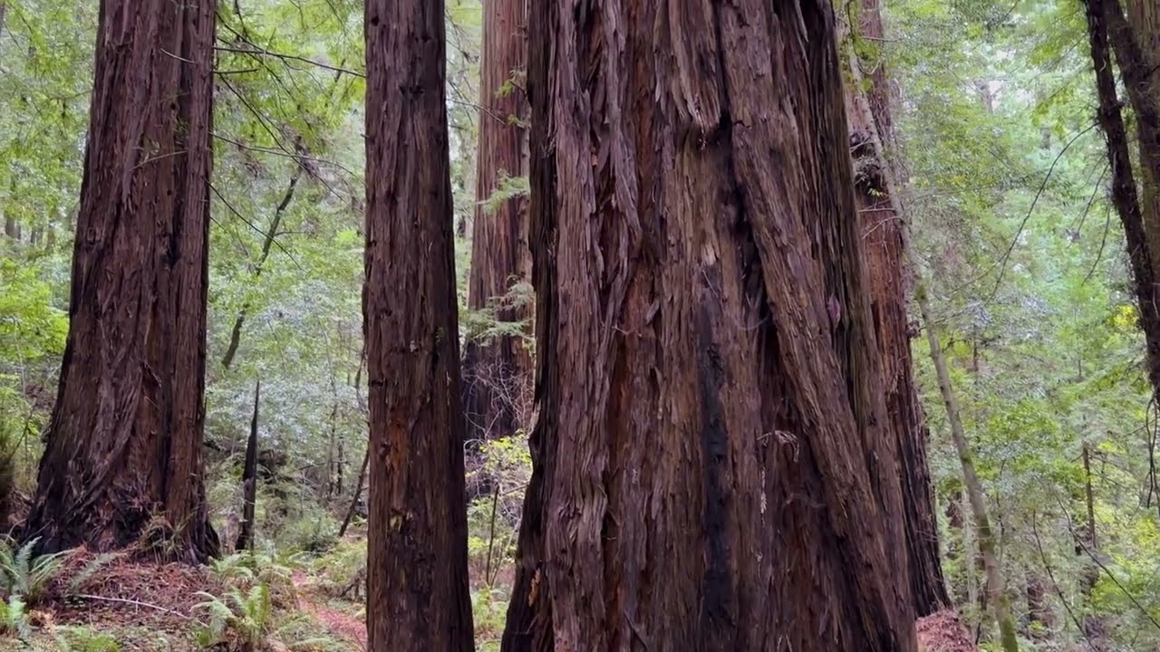 In a Landscape by John Cage - harp and cello