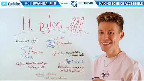 How does H. pylori Cause Peptic Ulcers?