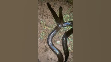 Rắn Hổ Hành Khắc Tinh Của Các Loài Rắn Độc #short