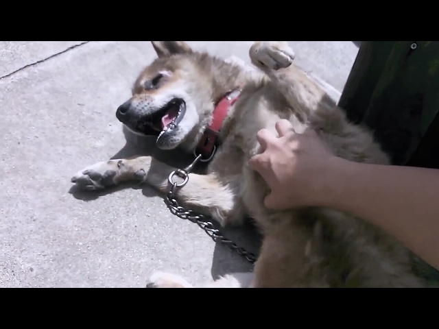 こちょこちょに弱い番犬 Youtube こちょこちょに弱い番犬 Youtube