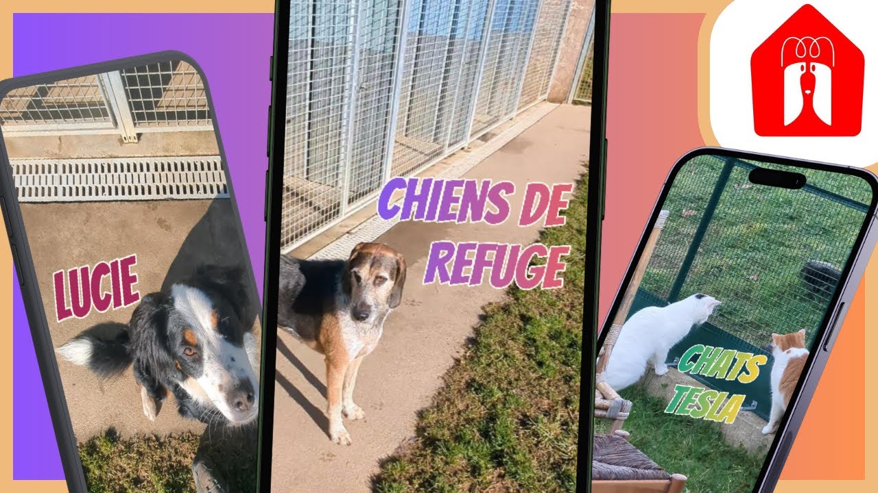 UN POINT SUR LES CHIENS DE REFUGE 🐶 Pension CHEZ MARTH' 87 #61