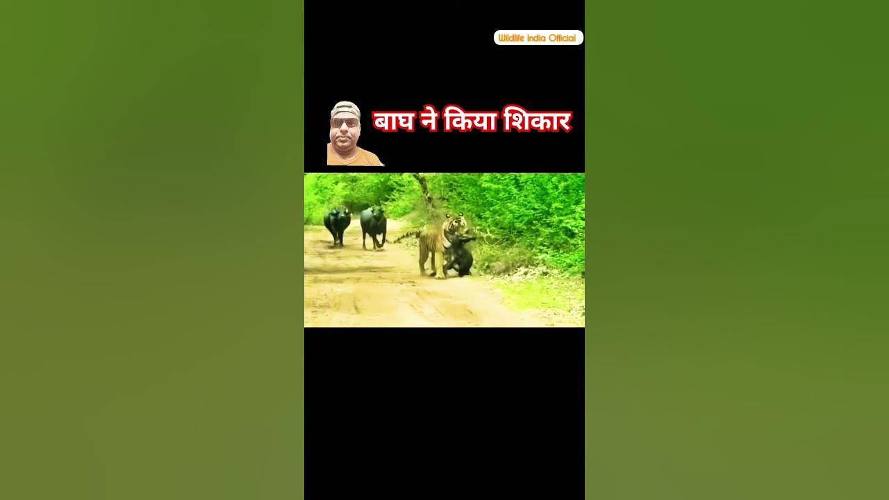 Tiger hunting buffalotiger vs buffalowildlife YouTube