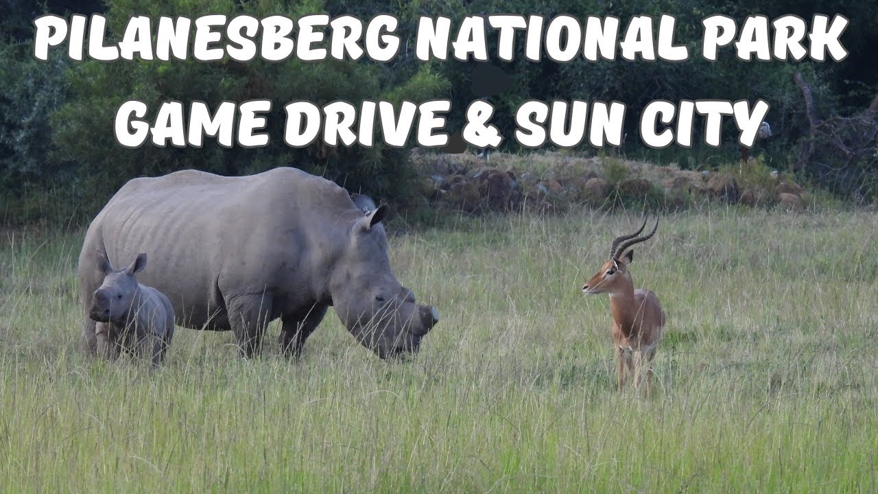 Pilanesberg National Park and Sun City
