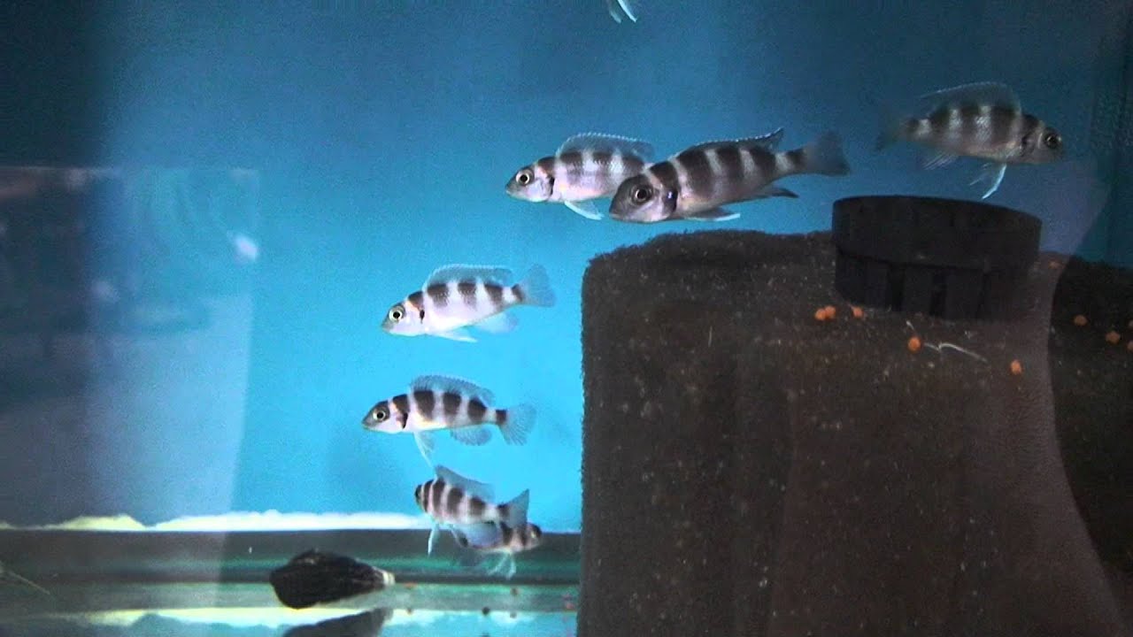 five bar cichlid YouTube
