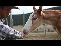 Appaloosa feral foal found