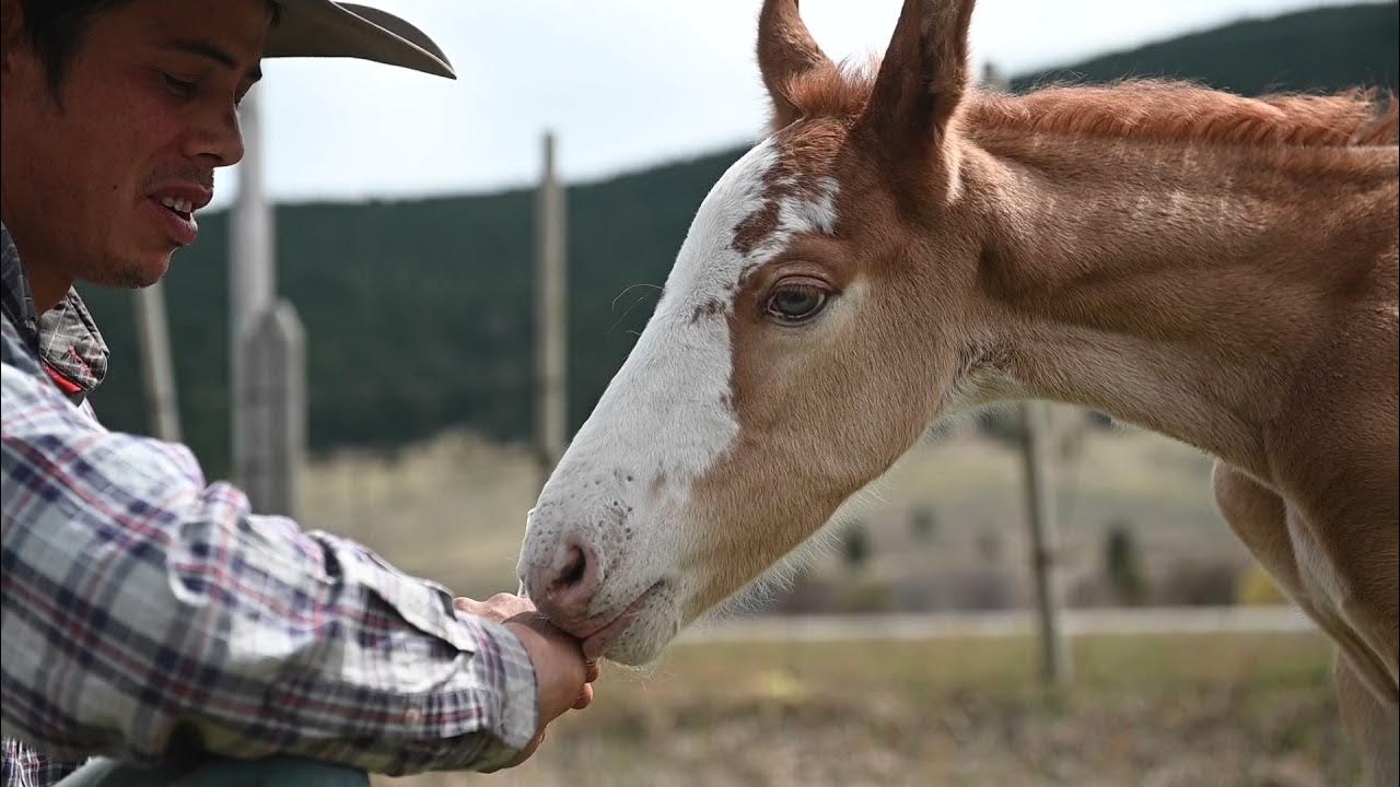 Appaloosa – Homestead on the Range