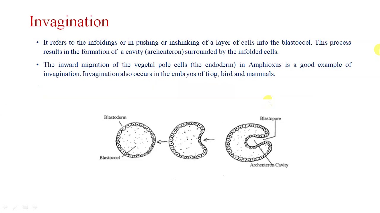 Morphogenetic Movements