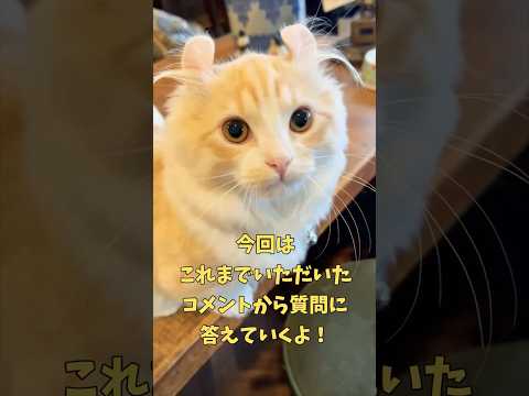 【キンカロー】よく聞かれることに答えます!【マンチカール】