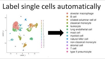 Label single-cell RNA data automatically with SingleR in R