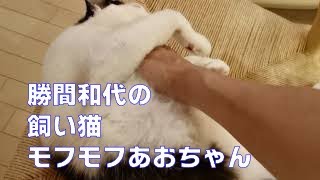 モフモフをおねだりして、モフモフされているあおちゃんです