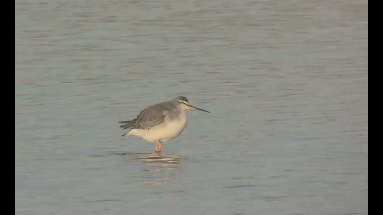 Spotted Redshank Walberswick 22 December 25