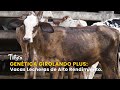 Genética Girolando Plus: Vacas Lecheras de Alto Rendimiento - TvAgro por Juan Gonzalo Angel