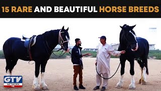 15 RARE And Beautiful Horse Breeds | Wild Pets with Aun, 12th January 2020