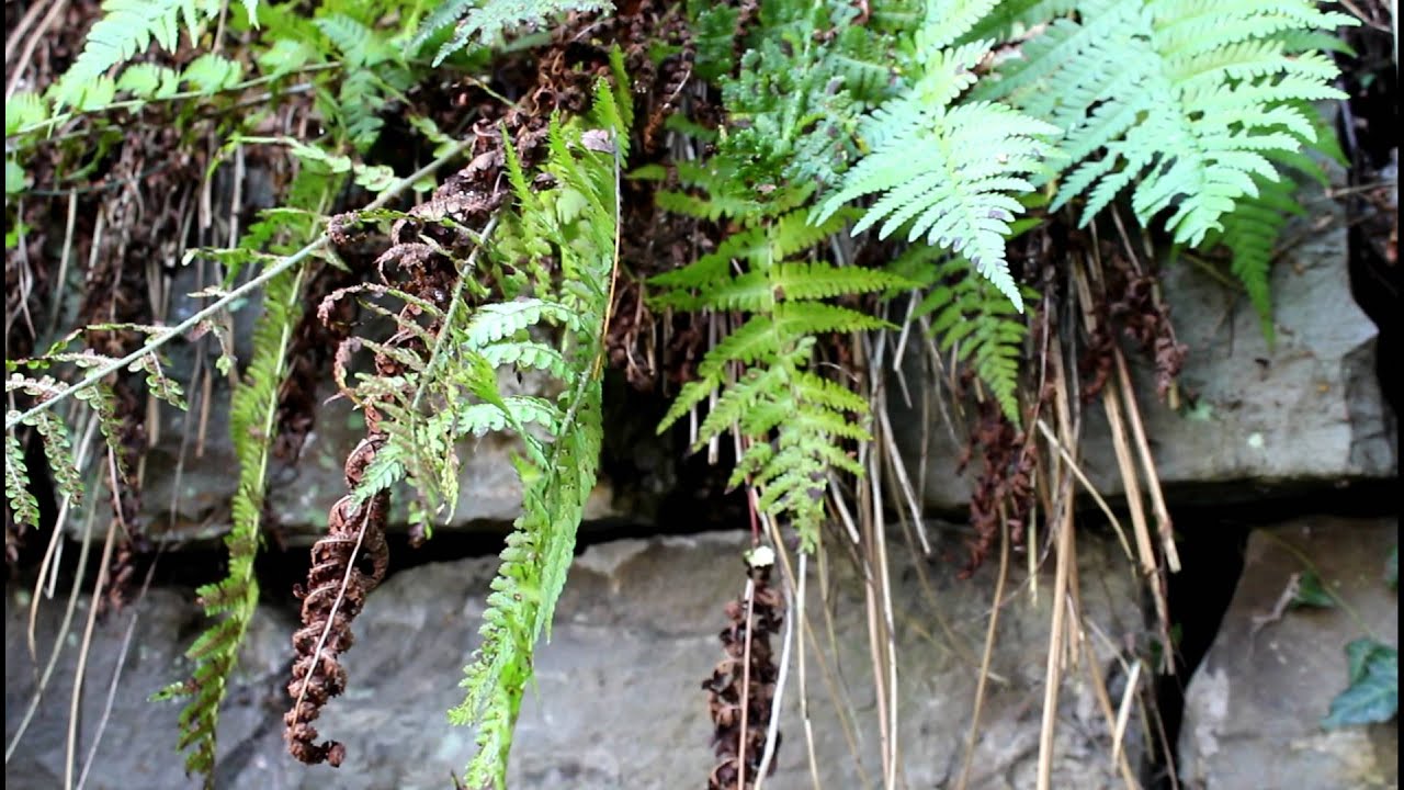 1 Oktober 2012 Wespen Tolle Wachen Vor M Haus Ein Wespennest In