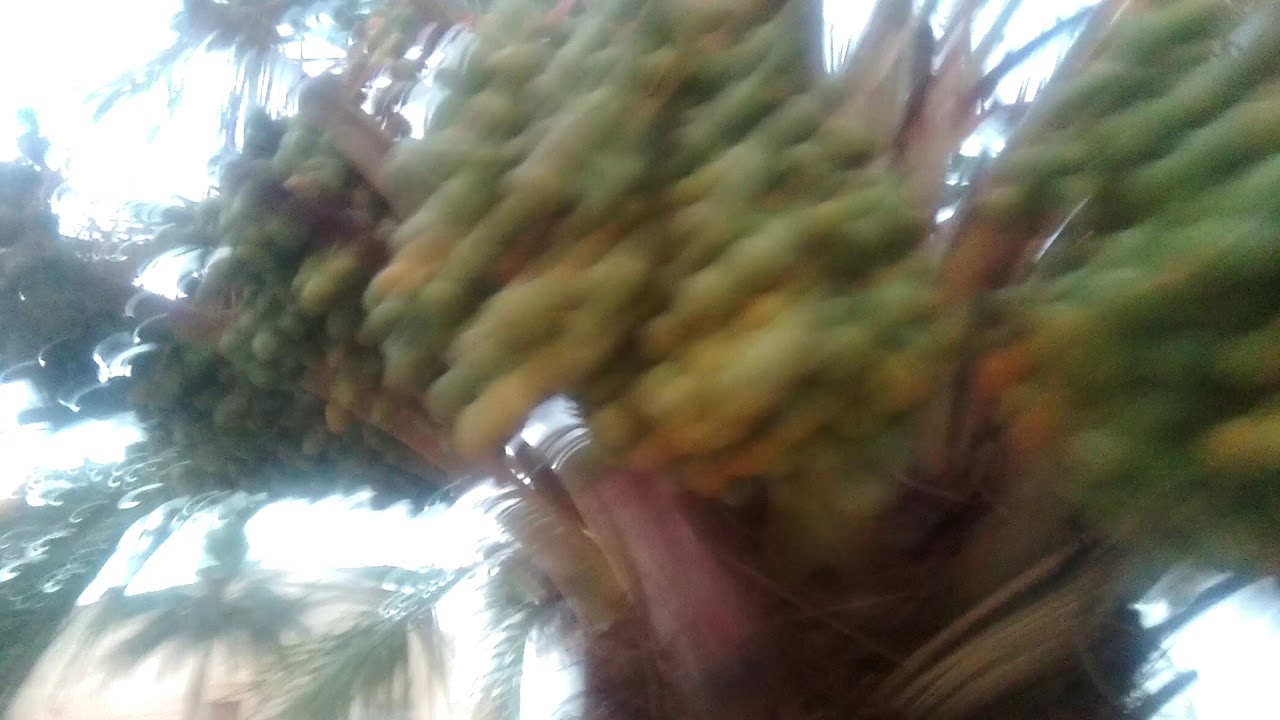 Saudi Arabia Date Trees YouTube
