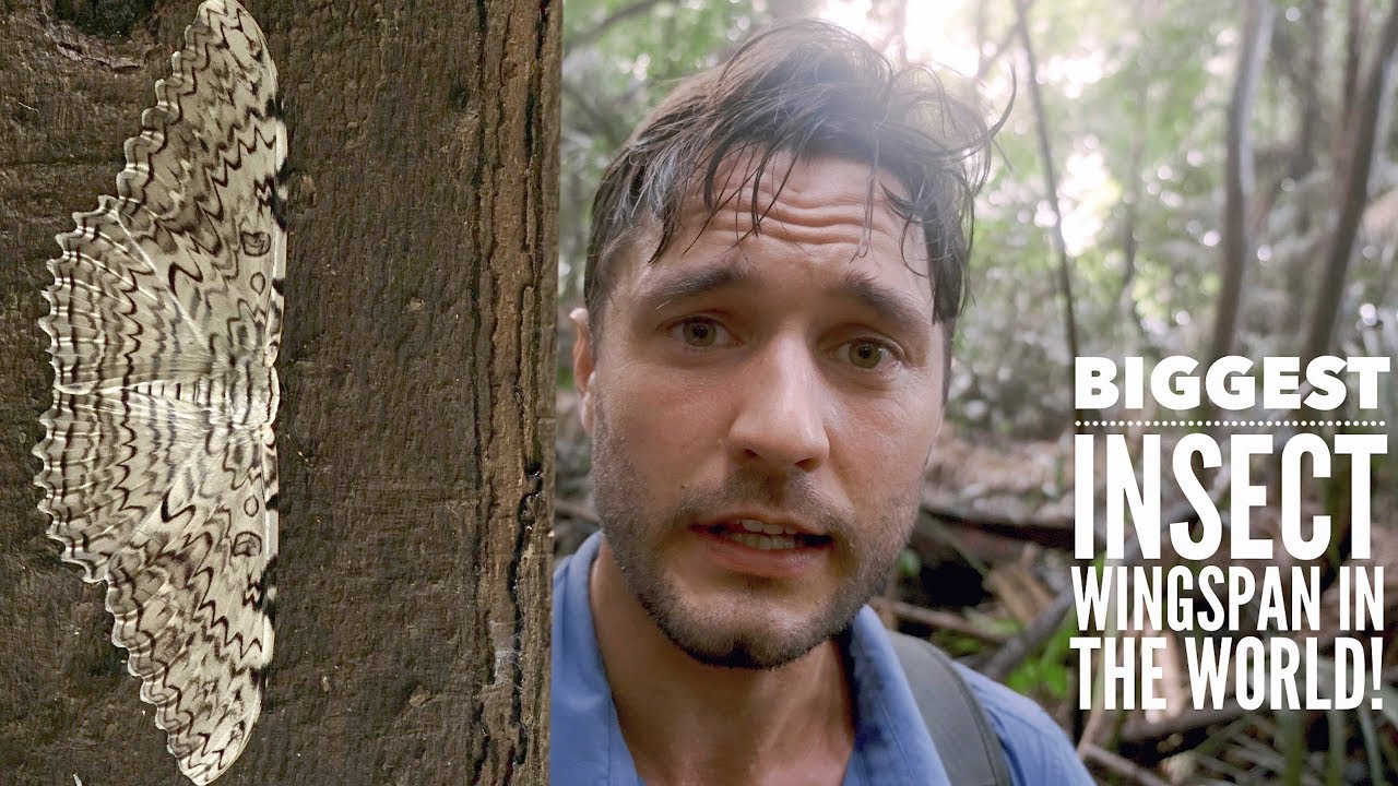 The Widest Insect in the World! The White Witch Moth