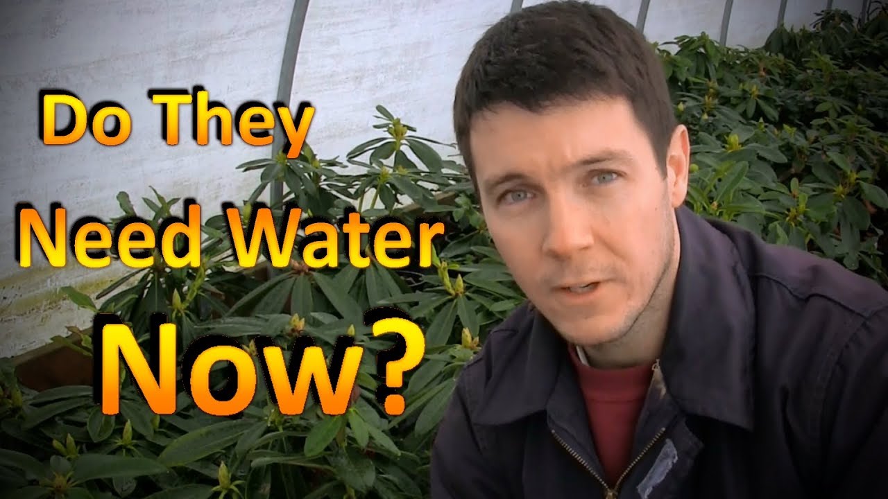 Should You Water Dormant Plants Through the Winter? YouTube