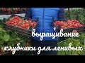 Самая простая посадка клубники на приусадебном участке