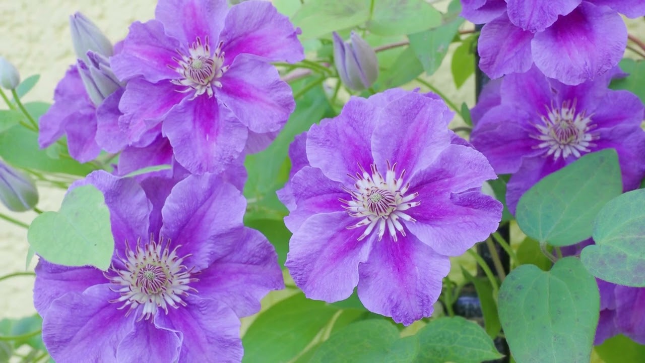 Geliebte Clematis. Bltenreiche Waldreben im Garten.