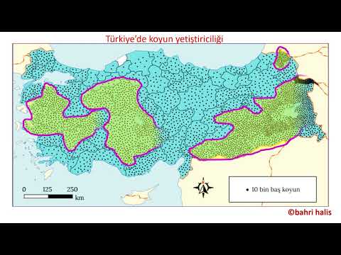 Video: Norveç akçaağaç: türleri, açıklaması, dağılımı