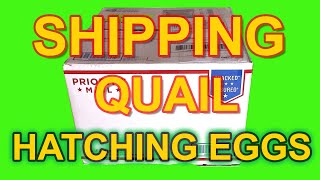 SHIPPING COTURNIX QUAIL HATCHING EGGS - How to package and ship your coturnix quail hatching eggs.