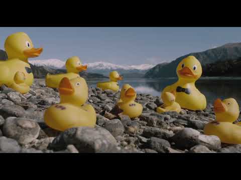 Wanaka Duckrace David Attenborough style
