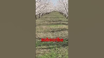 Thumbnail of Apricot blossoms / Spring in the apricot garden