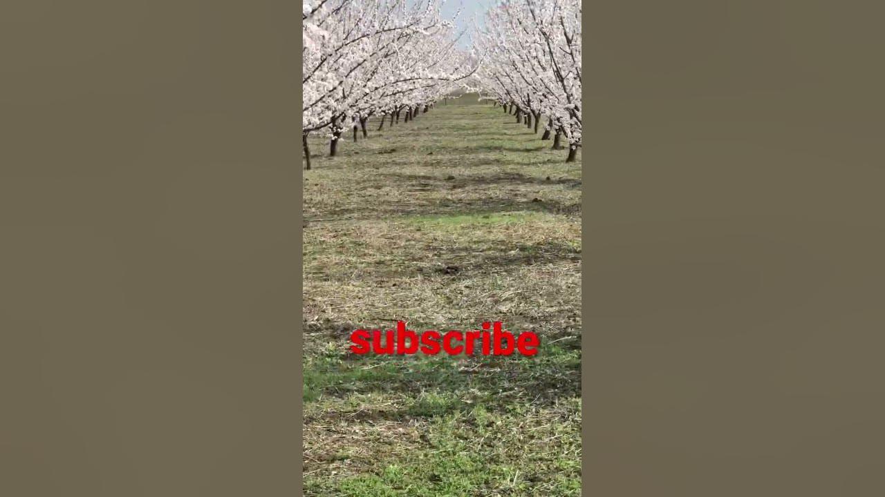 Apricot blossoms / Spring in the apricot garden Apricot blossoms / Spring in the apricot garden