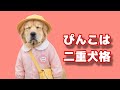 【幼稚園】ぴんちゃんの二重犬格と半袖半ズボンにこだわる親子