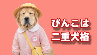 【幼稚園】ぴんちゃんの二重犬格と半袖半ズボンにこだわる親子