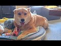 呼んでもこないオイヌ様(雑種犬)