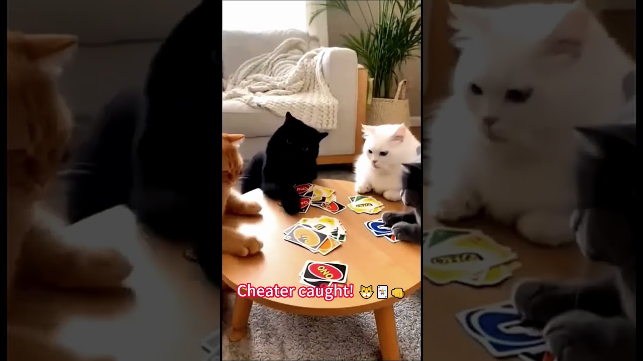 Cat Crime Compilation! Drug Bust Escape + Cheating Poker Game" 🚓😼💨🃏😻