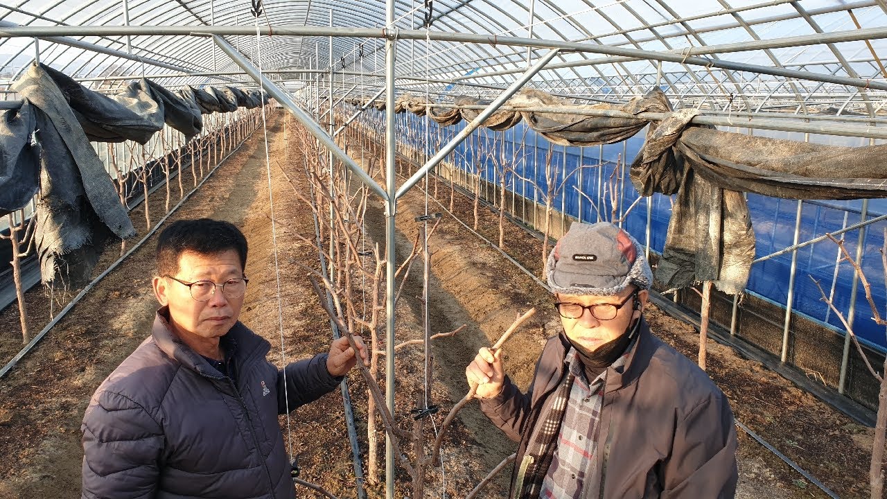 4G001 대추나무 가지치기 목면시비 - 사과대추 기술지도