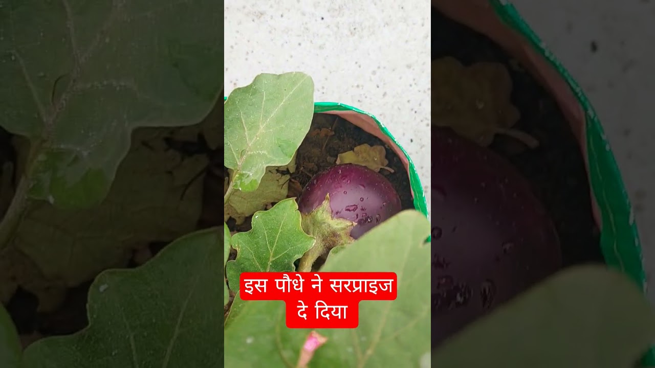 आज सुबह-सुबह मिला सरप्राइज||#terracegardenindia #gardening ||