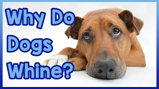 Why Do Dogs Whine? - When you hear your dog whine, there's nothing ...
