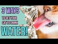 3 Ways I'm Getting My Cats to Drink More Water