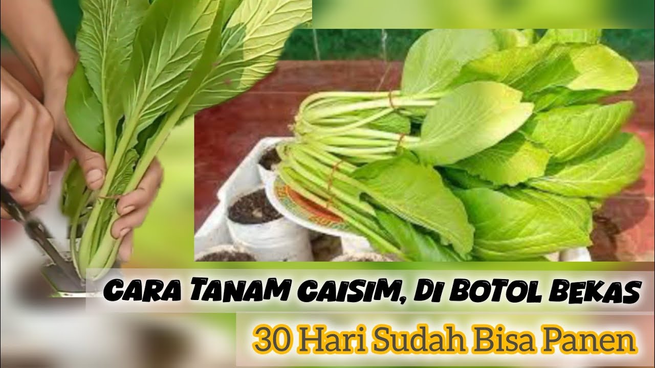 Tanam Sawi di Rumah, 30 Hari Langsung Panen Lebat !!!