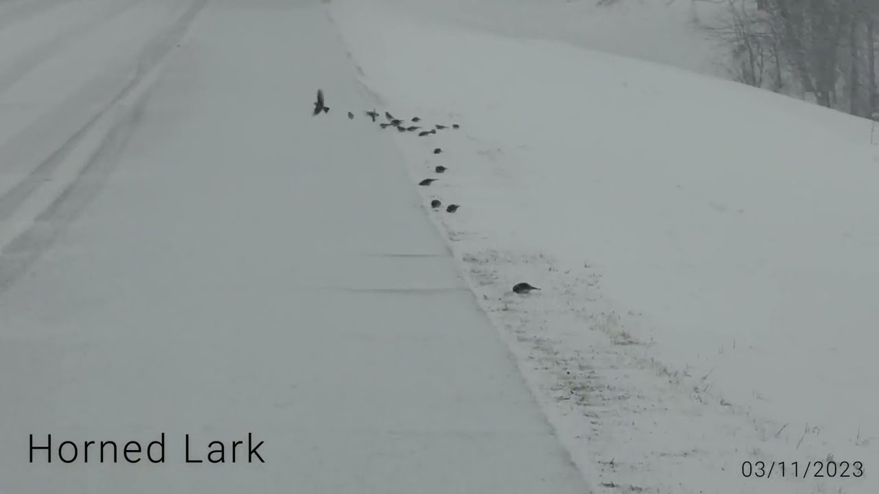 Horned Lark flock along county highway in the snow 03-11-2023 