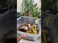 اقوي سماد طبيعي للزرع من قشر الموز Plant Plants Gardern Gardeningadvice Banana اكسبلور 