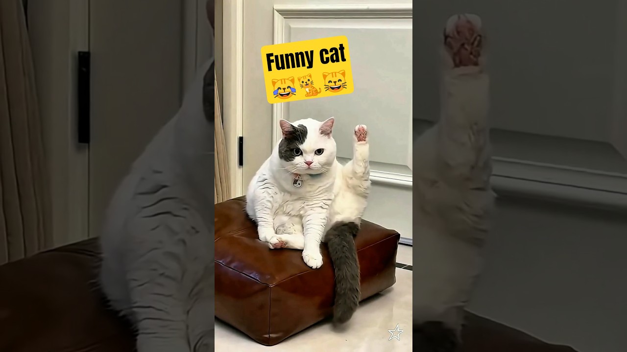 Funny cat😹