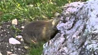 Alpine marmot