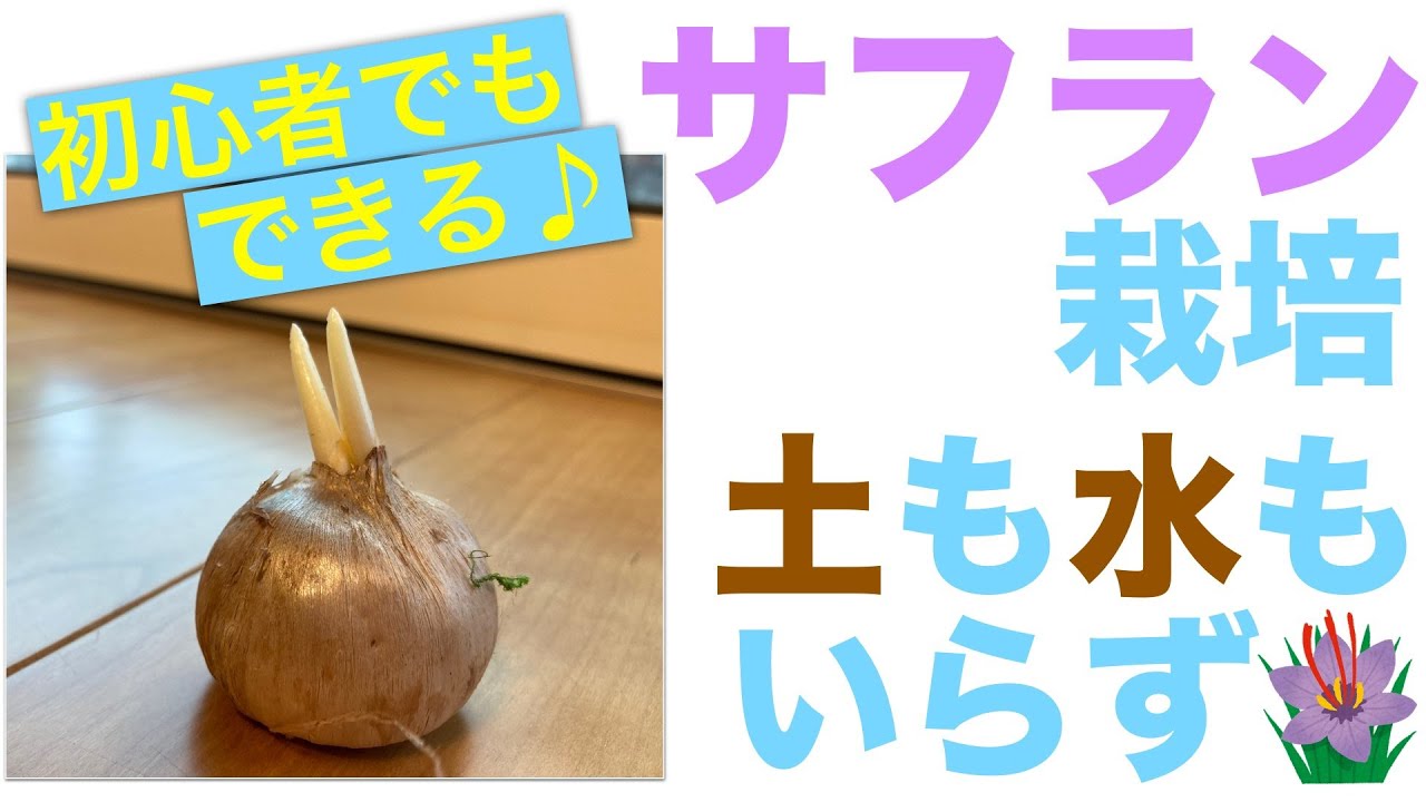サフランの育て方 その２ 花が咲いたあとに雌しべとりをしよう Youtube