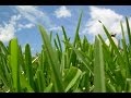 Cultivo de Césped - TvAgro por Juan Gonzalo Angel