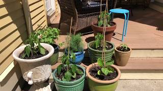 Garden walk  tomato rings cages potted plants
