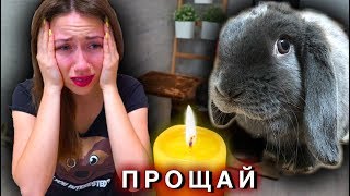 DIED RABBIT LIZUN. Last Day | Elli Di Pets