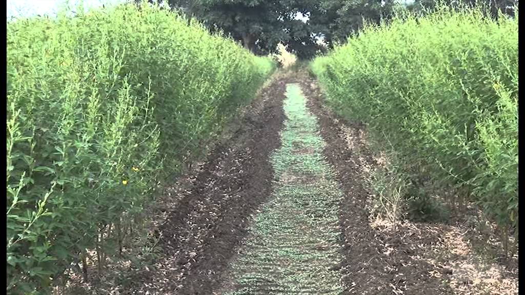 (Hindi)Subhash Sharma Yavatmal 2014-15 farm overview by OFAI