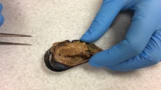 Mussel Dissection 2017