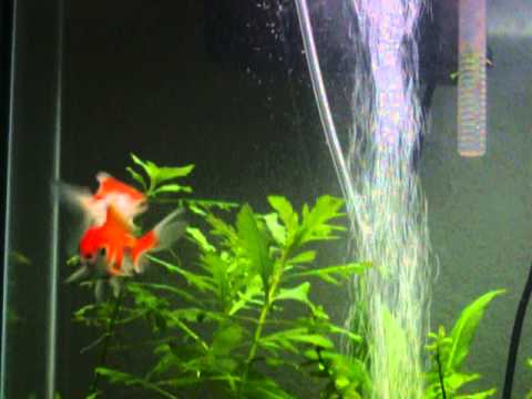 My 3 inch Oranda Goldfish(sold) - YouTube