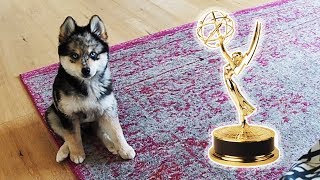 This Puppy Wants an Emmy!