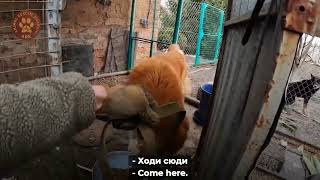 ДРУЖКІВКА | Під час влучання снаряду у двір загинув господар 2 собак